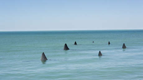 EE.UU. anuncia una de las mayores operaciones contra el tráfico de vida silvestre en Latinoamérica