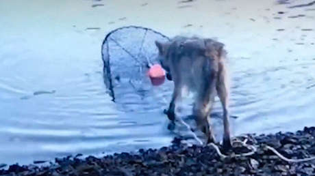 VIDEO: Lobo pionero 'roba' comida de una trampa para cangrejos