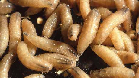 Niña sentía dolor en el ojo y descubren que en realidad tenía gusanos que perforaban su cráneo