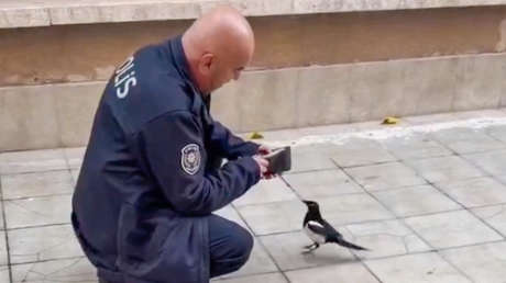 VIDEO: Inusual truco de una urraca que timó y robó a un policía
