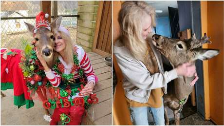 Mujer muere tras ser atacada por un ciervo que había rescatado e intentaba domesticar