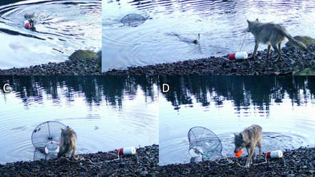 VIDEO: Graban por primera vez en la historia a un lobo salvaje 'utilizando herramientas'