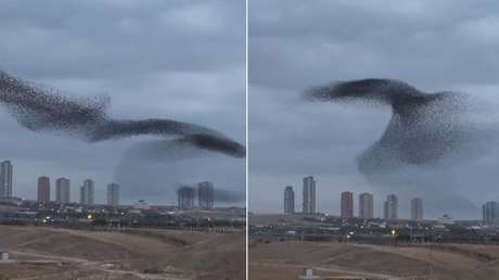 VIDEO HIPNOTIZANTE: Fotógrafo capta la magnífica danza de una bandada de estorninos