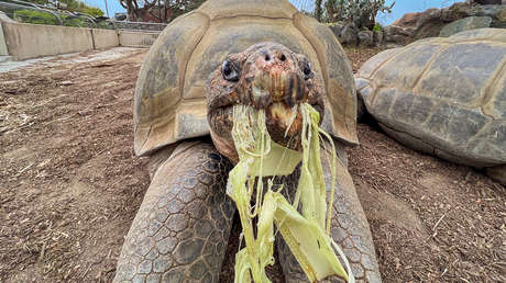 Muere la tortuga que vivió dos guerras mundiales y el mandato de 20 presidentes de EE.UU.