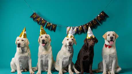 ¿Una vida más larga para su perro?: innovadores fármacos podrían lograrlo muy pronto