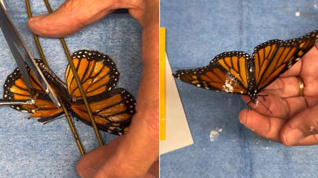 VIDEO: Así fue el impresionante trasplante de ala de mariposa que conquistó Internet