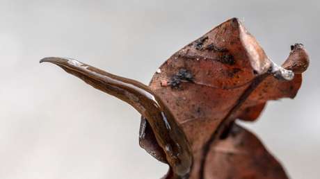 Este gusano asesino se extiende por Europa y no hay manera de frenarlo