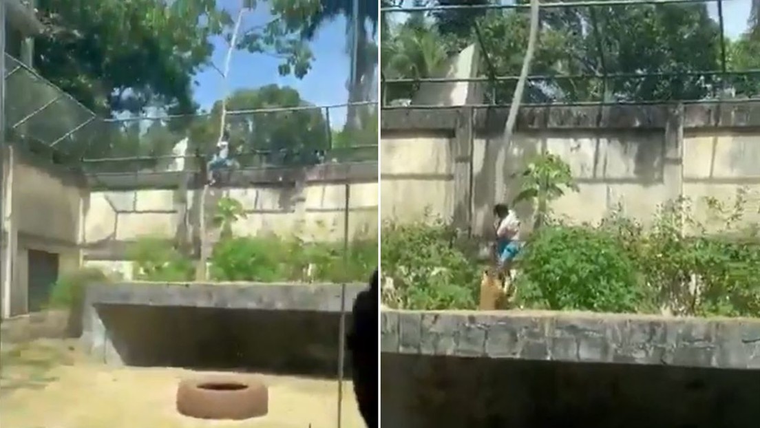 FUERTES IMÁGENES: Leona mata a un hombre que entró a su recinto en un zoológico