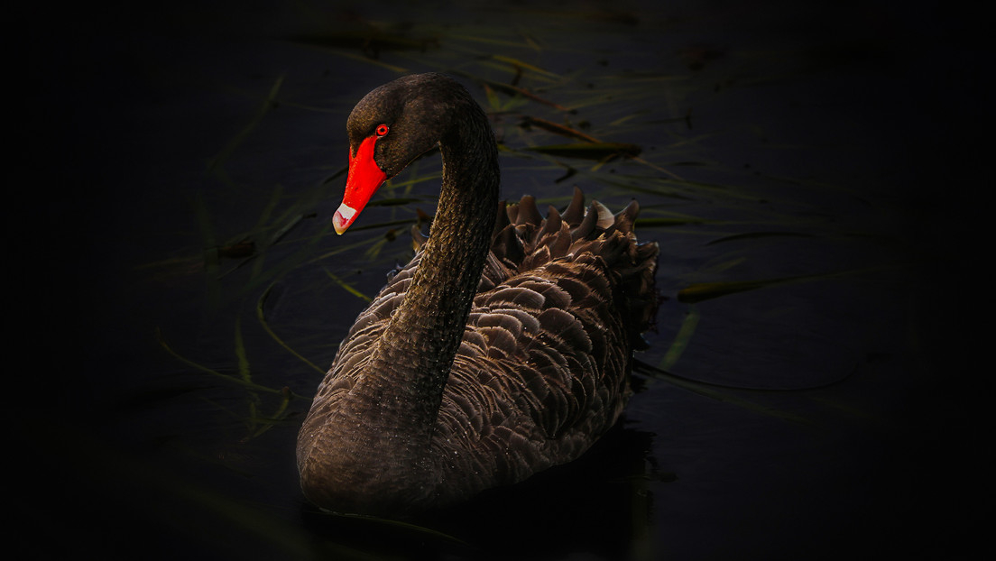 Los ocho 'cisnes negros' que podrían cambiar el rumbo de la humanidad para 2026, según Saxo Bank
