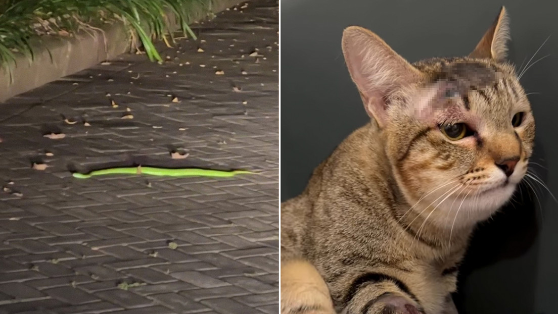 Gata salva a una familia de una serpiente venenosa en Bali