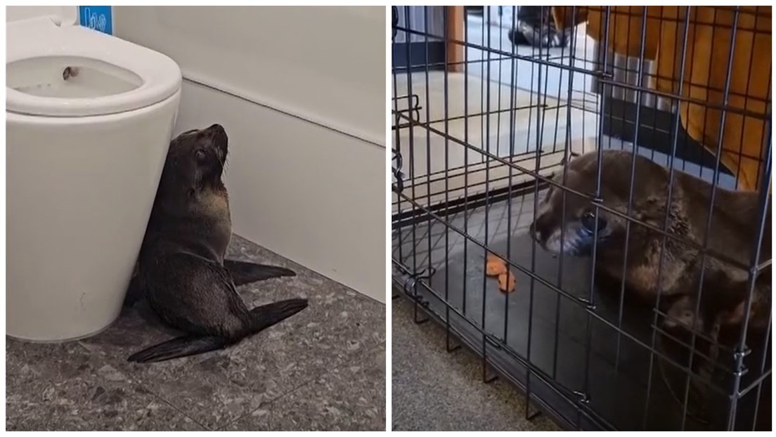 VIDEO: Un intruso poco usual sorprende a clientes de un bar