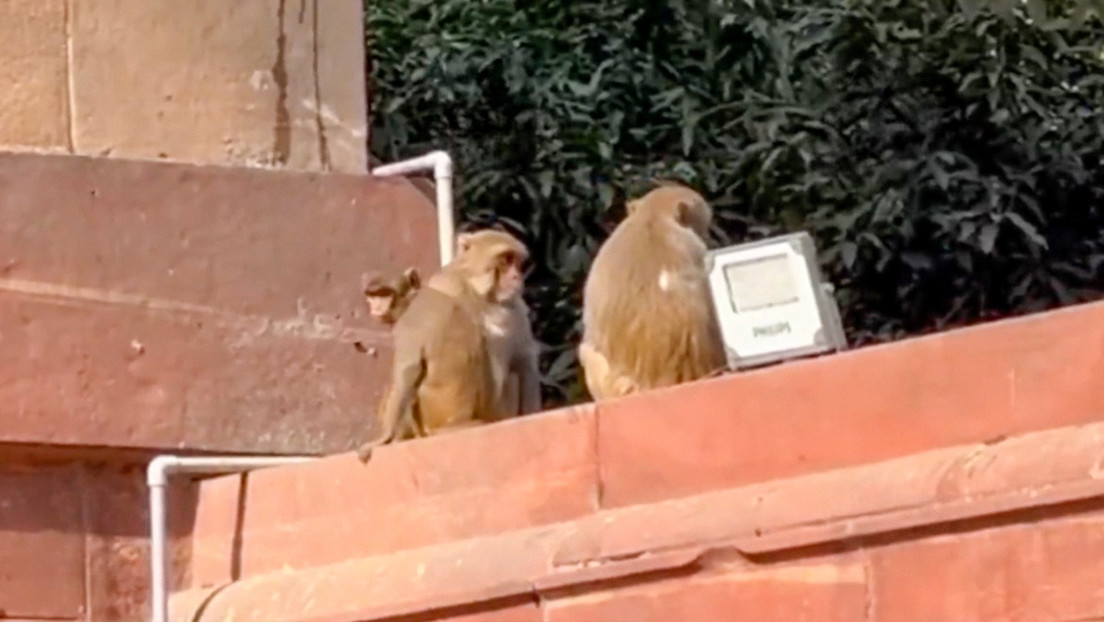 VIDEO: Espectadores inesperados en la ceremonia de bienvenida a Putin en la India