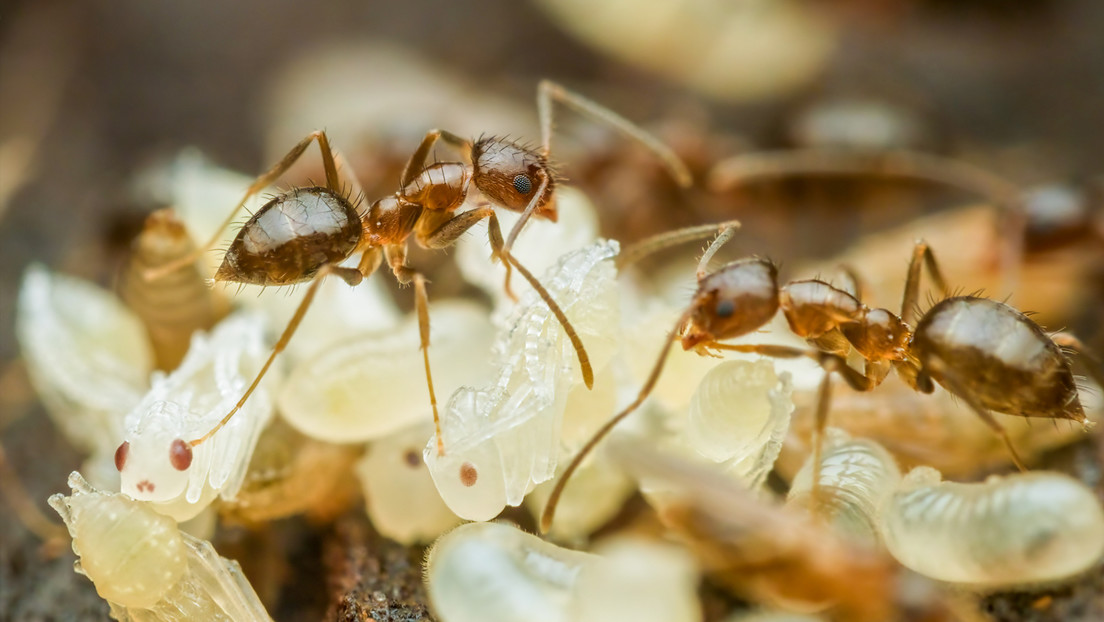 ¿Por qué las hormigas jóvenes emiten señales para ser eliminadas por su propia colonia?