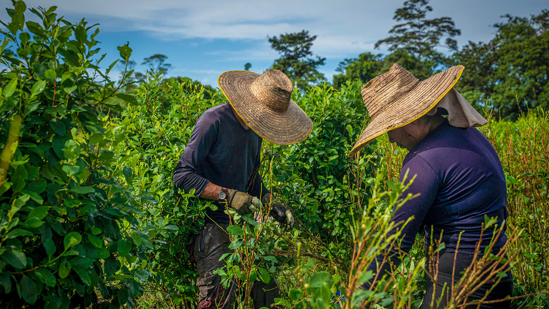 La OMS mantiene la hoja de coca en el listado de las sustancias más perseguidas