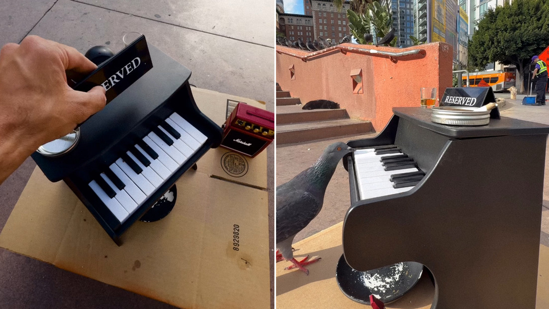 Talento callejero: palomas tocan el piano al ritmo del jazz (VIDEO)