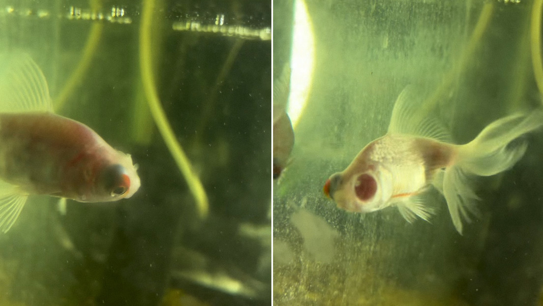 "¡Está sin un ojo!": joven queda en 'shock' ante el cambio inesperado de su mascota (VIDEO)