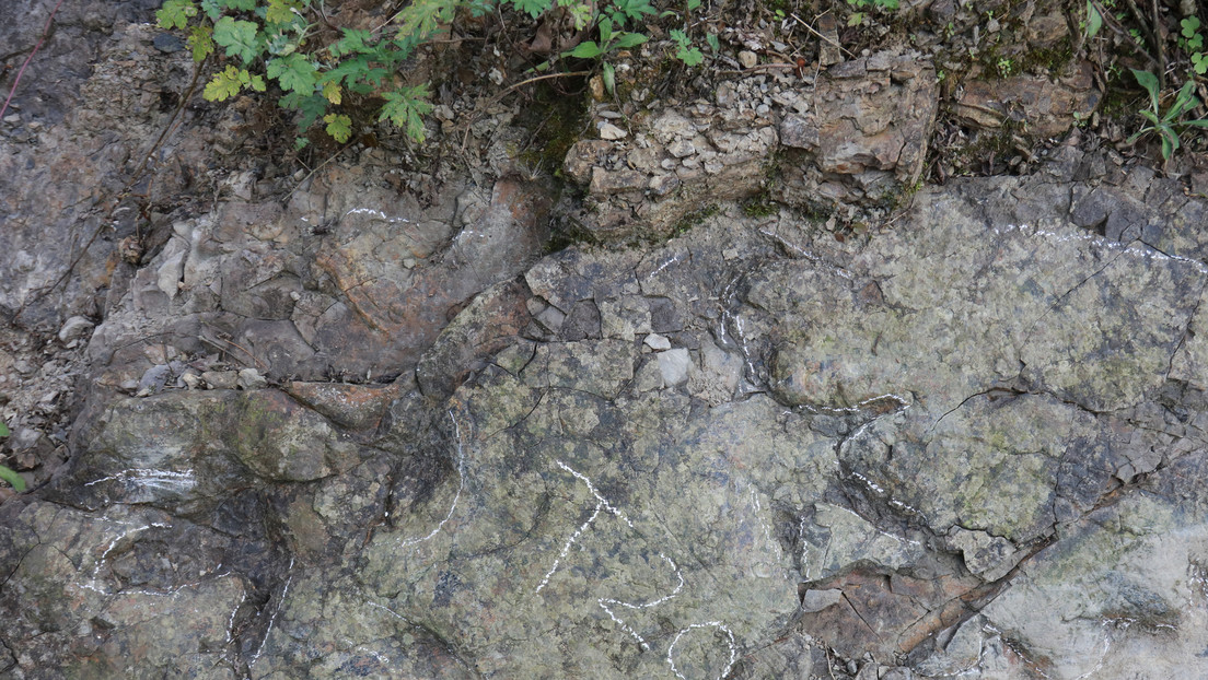 Va a dar un paseo y tropieza con huellas de dinosaurios de 200 millones de años