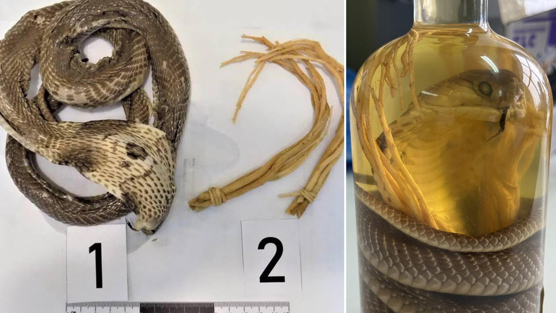 Una turista es detenida en un aeropuerto cuando regresaba de Asia con vino de serpiente