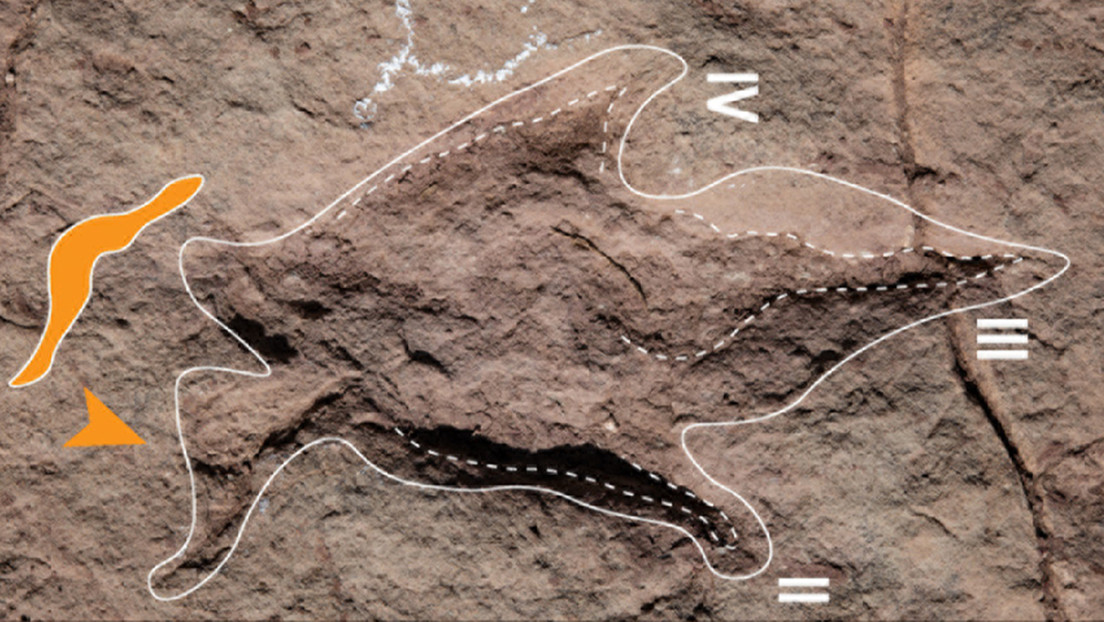 Documentan el mayor hallazgo de huellas de dinosaurios en el centro de Bolivia