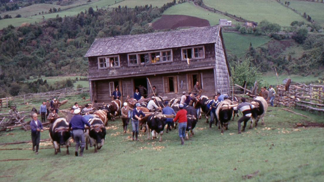 La minga de Chiloé: la tradición ancestral donde los vecinos se llevan sus casas a cuestas
