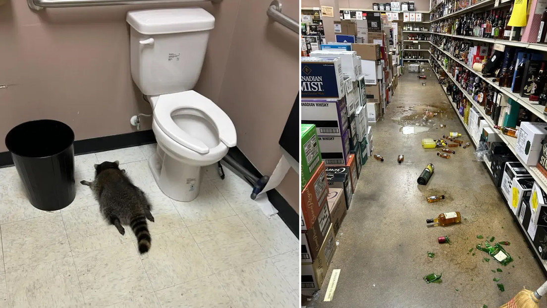 No debutó en la licorería: el mapache bebedor de EE.UU. resulta ser un 'ladrón serial'