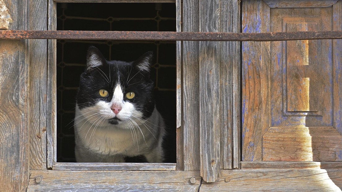 Gato que sobrevivió 5 meses en las montañas de Canadá volverá a casa por Navidad