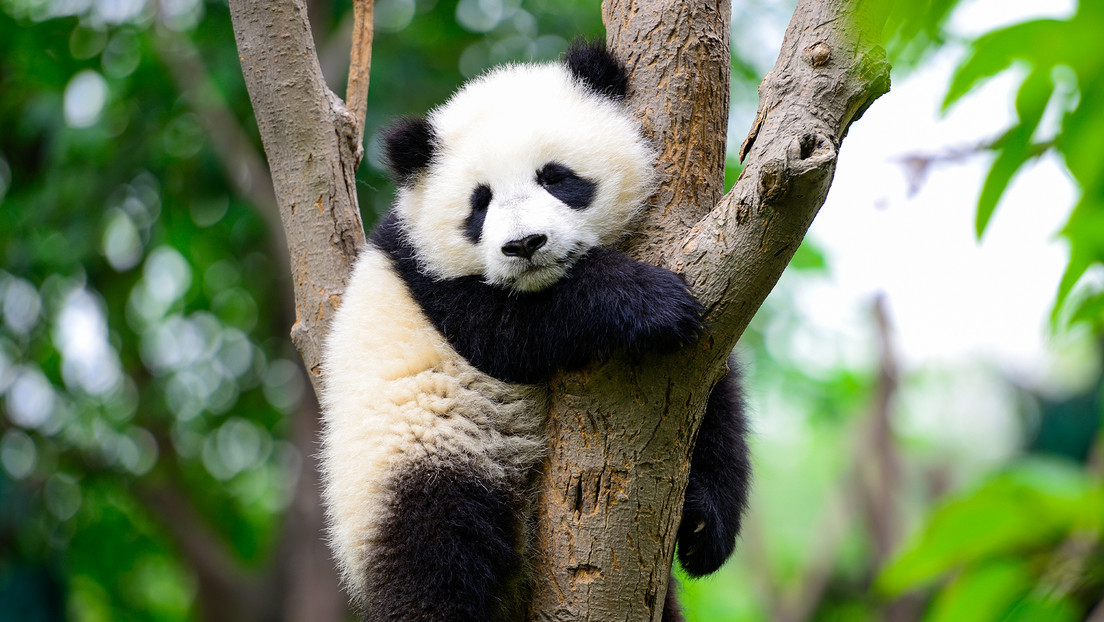 Japón se quedaría sin pandas por primera vez en 50 años: ¿qué pasa?