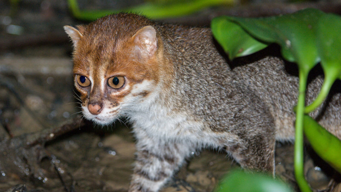 Redescubren un felino salvaje que se creía extinto desde hace tres décadas  - RT