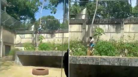 FUERTES IMÁGENES: Leona mata a un hombre que entró a su recinto en un zoológico