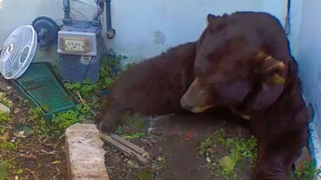 Un hombre descubre a un peludo huésped de más de 200 kg en su sótano (VIDEO)
