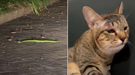 Gata salva a una familia de una serpiente venenosa en Bali