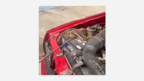 Hallan un gigantesco reptil dentro del motor de un automóvil (VIDEO)