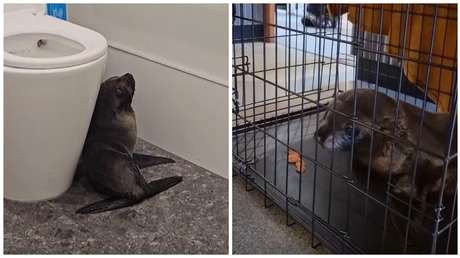 VIDEO: Un intruso poco usual sorprende a clientes de un bar