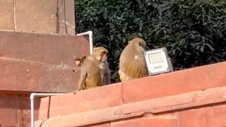 VIDEO: Espectadores inesperados en la ceremonia de bienvenida a Putin en la India