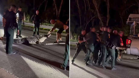 ¿Cuántos policías hacen falta para retirar a un caimán de 270 kilos de la vía?: así se hace en Florida (VIDEO)