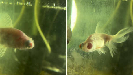 "¡Está sin un ojo!": joven queda en 'shock' ante el cambio inesperado de su mascota (VIDEO)