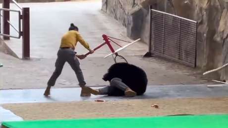 VIDEO: Oso negro ataca repentinamente a su cuidador en zoológico de China
