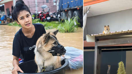 Mujer pasa 30 horas en el tejado para no abandonar a sus mascotas durante inundaciones