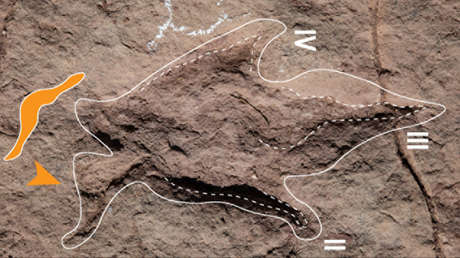 Documentan el mayor hallazgo de huellas de dinosaurios en el centro de Bolivia