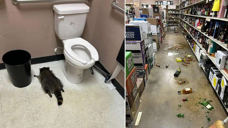 No debutó en la licorería: el mapache bebedor de EE.UU. resulta ser un 'ladrón serial'