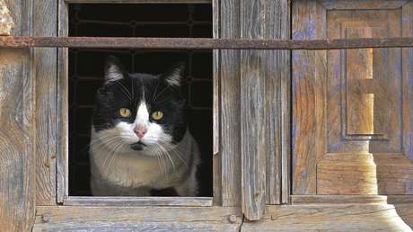 Gato que sobrevivió 5 meses en las montañas de Canadá volverá a casa por Navidad