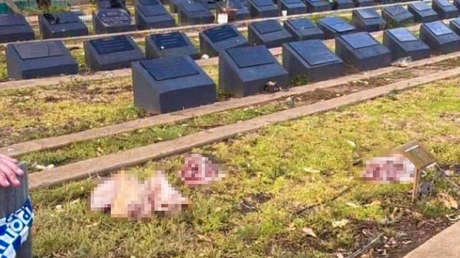Hallan cabezas de cerdo sobre tumbas musulmanas tras la masacre en Australia