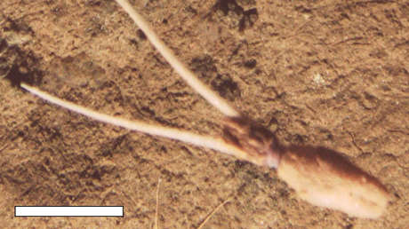 Extraño comportamiento de un calamar desconcierta a los científicos