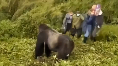 "La autoridad máxima no negocia": gorila empuja a turista que ignoró las normas (VIDEO)