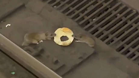Duelo sin piedad: ratas se baten por un 'bagel' en el metro neoyorquino (VIDEO)