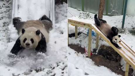 Pandas rodando en la nieve: la diplomacia china muestra su faceta más tierna (VIDEO)
