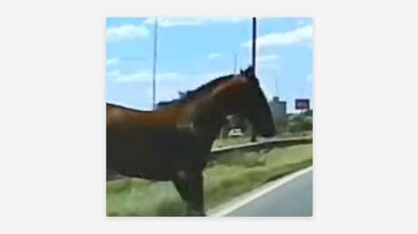 VIDEO: Un caballo cruza la autopista y un hábil conductor esquiva el impacto