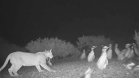 Pumas en la Patagonia sorprenden con su comportamiento al comenzar a devorar pingüinos: ¿qué hacen?