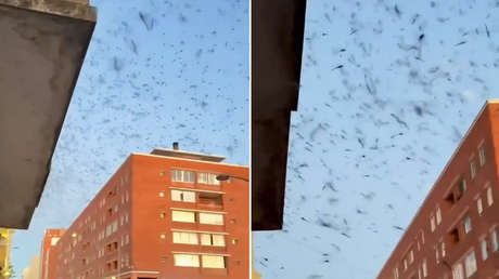 VIDEO: Una invasión de libélulas toma el cielo de Uruguay