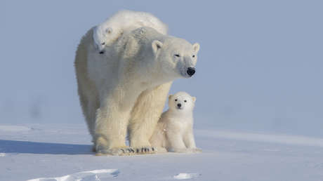 VIDEO: Captan el raro caso de una osa polar que adopta un cachorro ajeno